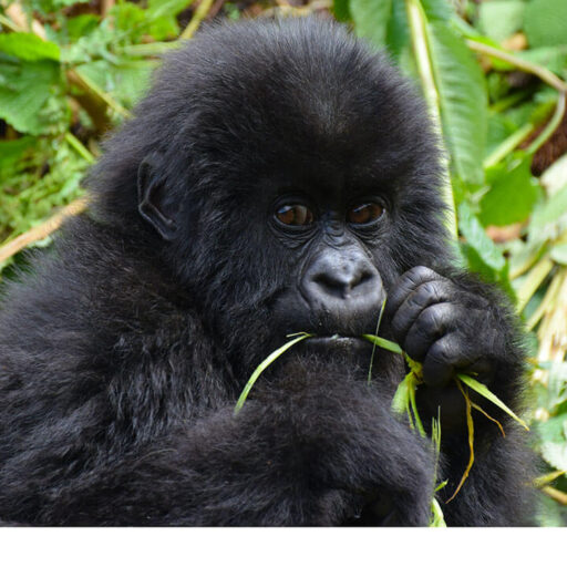 13 Days East Africa Safari