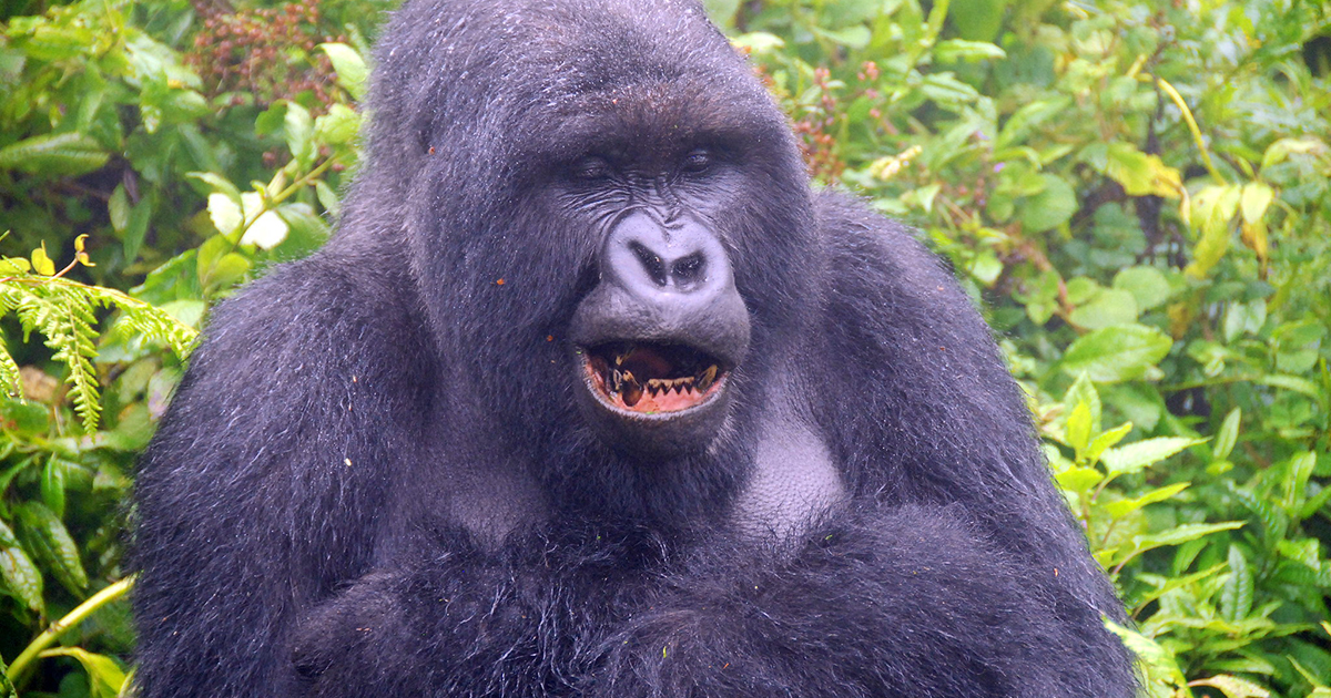 enjoy a uganda gorilla trip from kigali