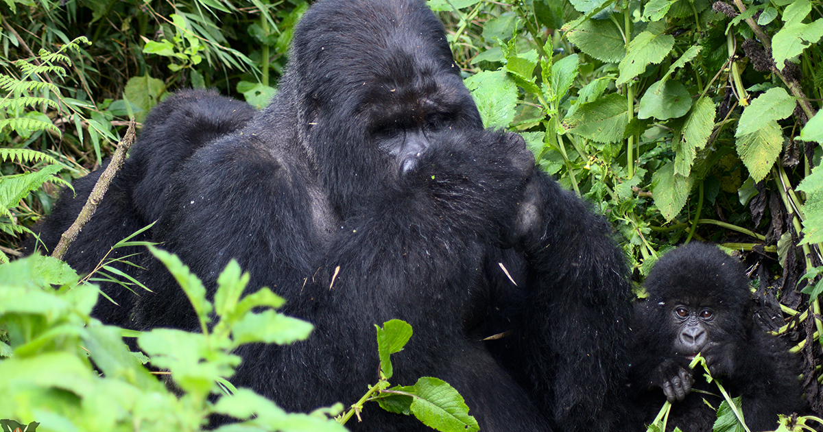 6-Day Rwanda & Uganda Gorilla Trek