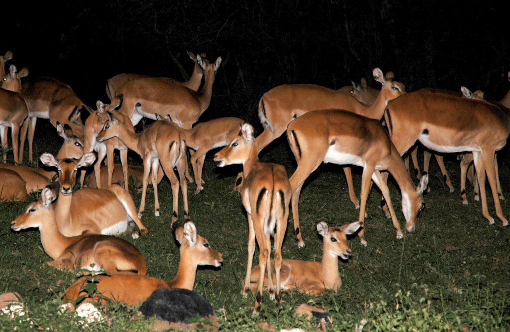 Lake Mburo National Park Local Experiences Guide | Uganda